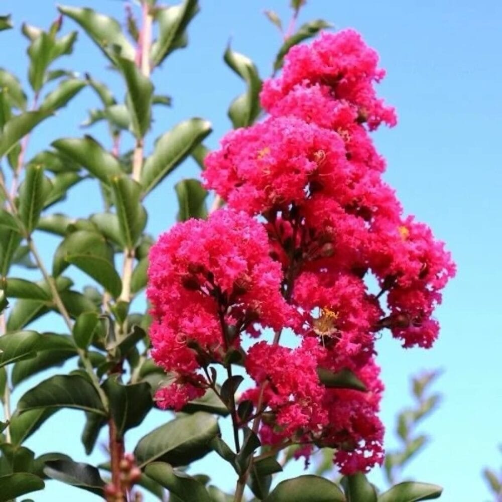 Selyemmirtusz (lagerstroemia indica ‘pink’)