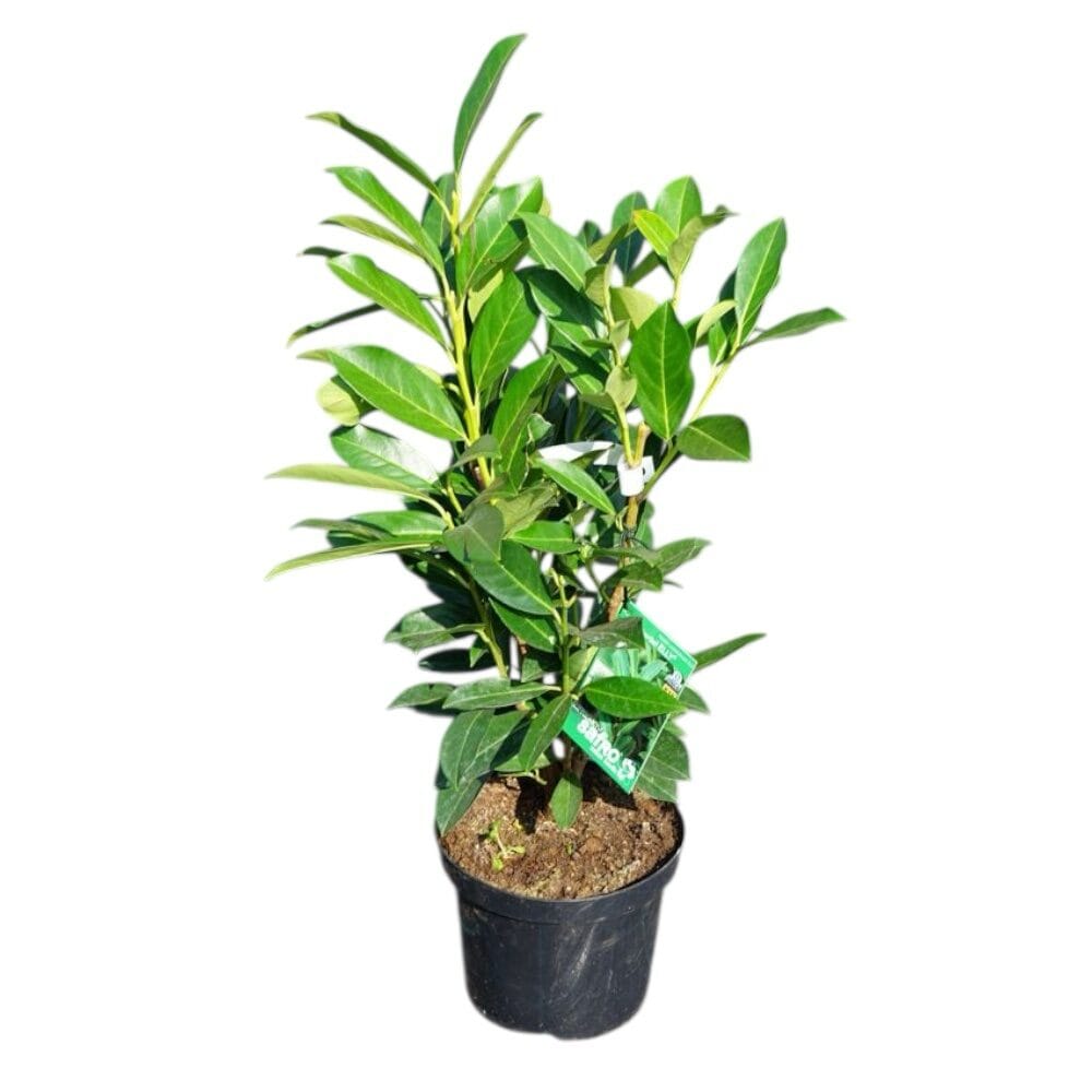 Babérmeggy (Prunus laurocerasus ‘Elly’)