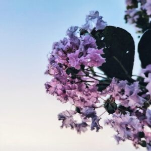 Selyemmirtusz ‘Superviolacea’ (lagerstroemia indica ‘superviolacea’)