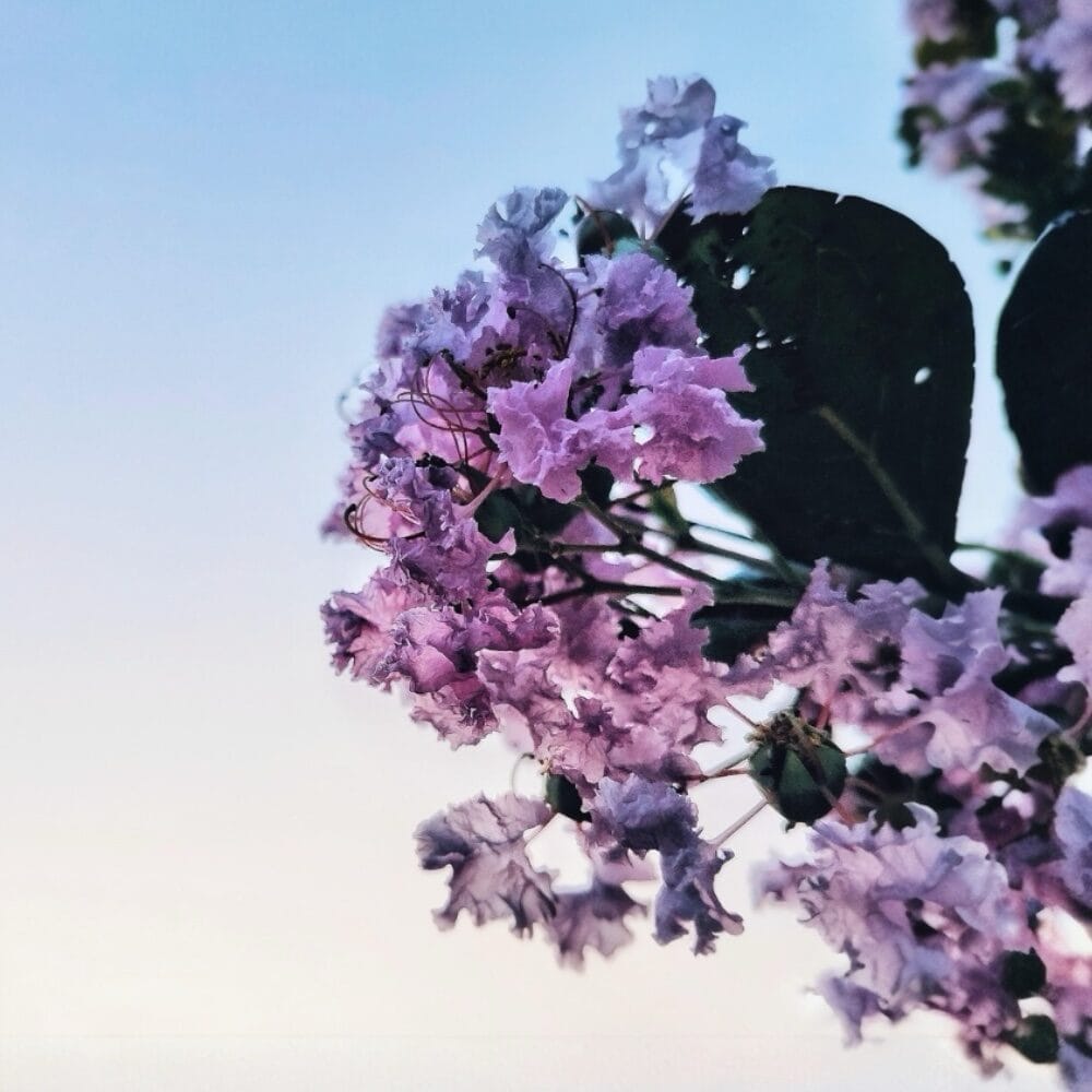 Selyemmirtusz ‘Superviolacea’ (lagerstroemia indica ‘superviolacea’)