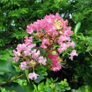 Selyemmirtusz (lagerstroemia indica ’rhapsody in pink’)