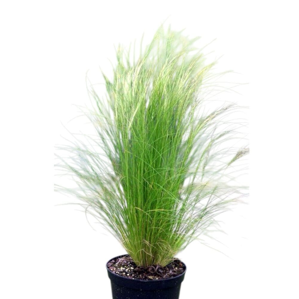 Mexikói árvalányhaj (Stipa tenuissima ‘Pony Tails’)