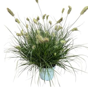 Little Bunny tollborzfű (pennisetum alopecuroides ’little bunny’)