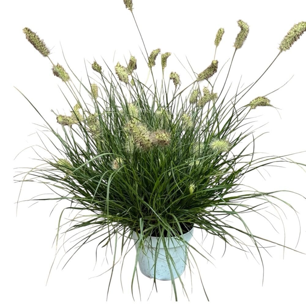 Little Bunny tollborzfű (pennisetum alopecuroides ’little bunny’)