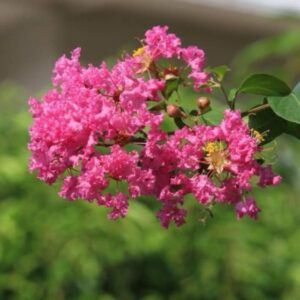 Selyemmirtusz (lagerstroemia indica ’rosea nova’)