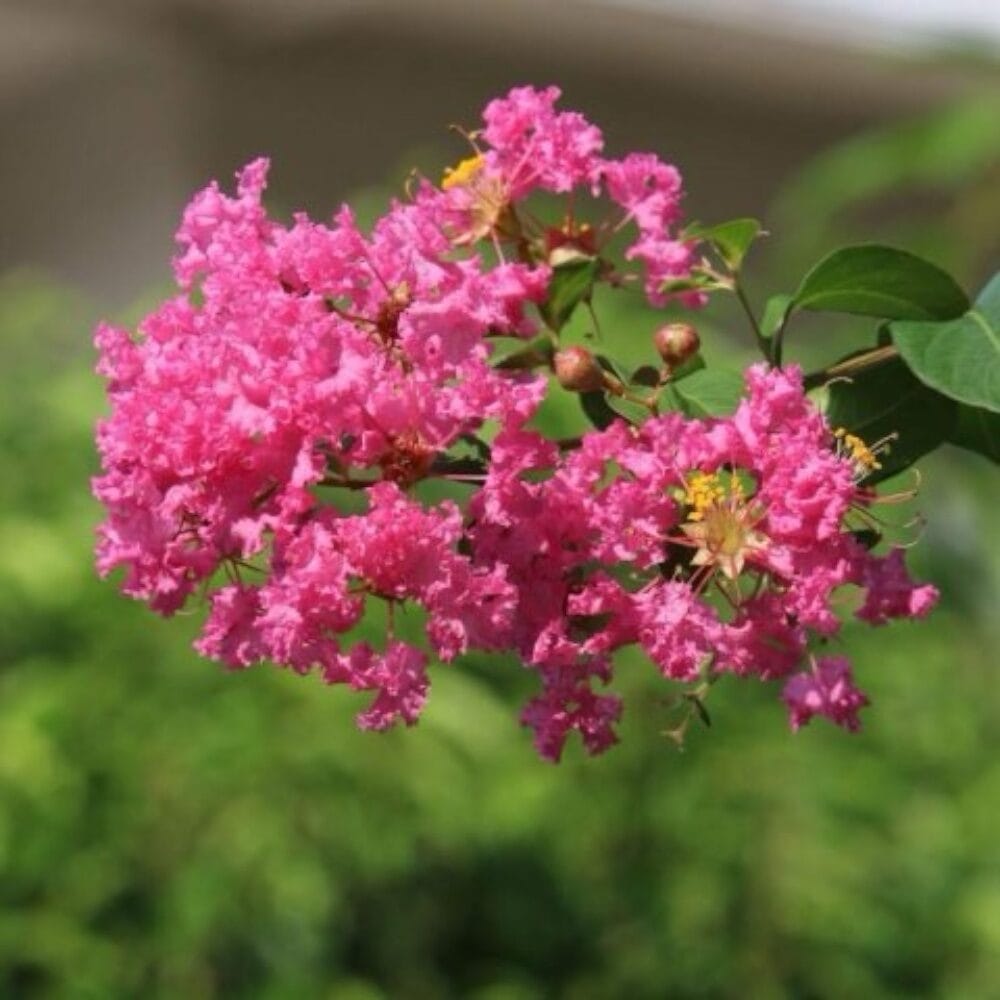 Selyemmirtusz (lagerstroemia indica ’rosea nova’)