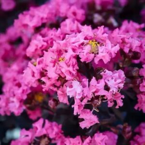 Rózsaszín virágú selyemmirtusz (lagerstroemia indica ’shell pink’)