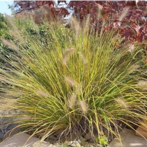 Törpe tollborzfű (Pennisetum alopecuroides ‘Compressum’)