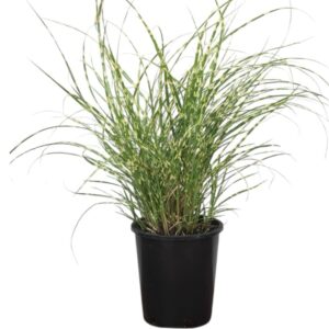 Törpe zebradíszfű (miscanthus sinensis ‘little zebra’)
