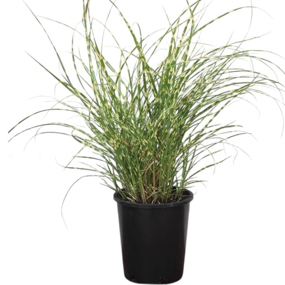Törpe zebradíszfű (miscanthus sinensis ‘little zebra’)