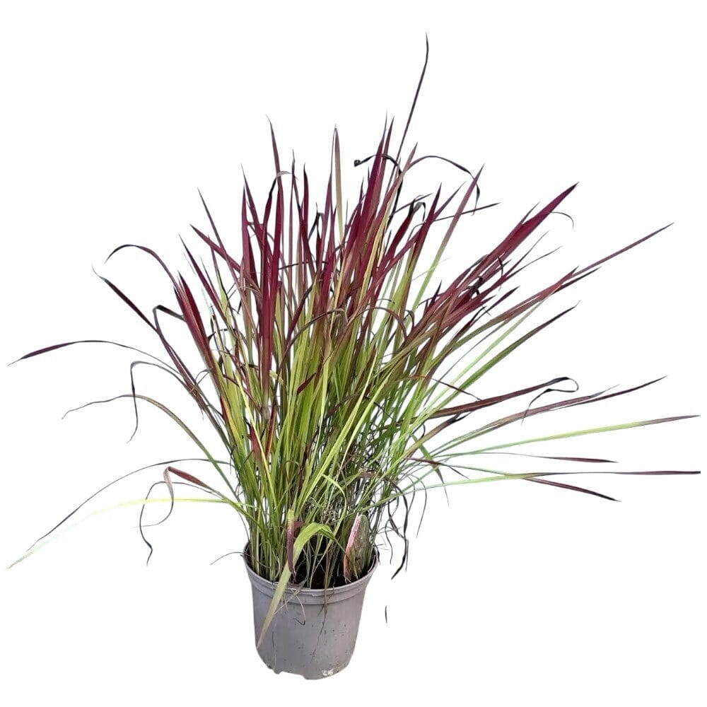 Vörös díszfű (imperata cylindrica ‘red baron’)