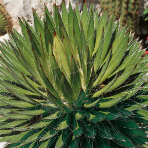 Agávé (agave ‘filifera’)