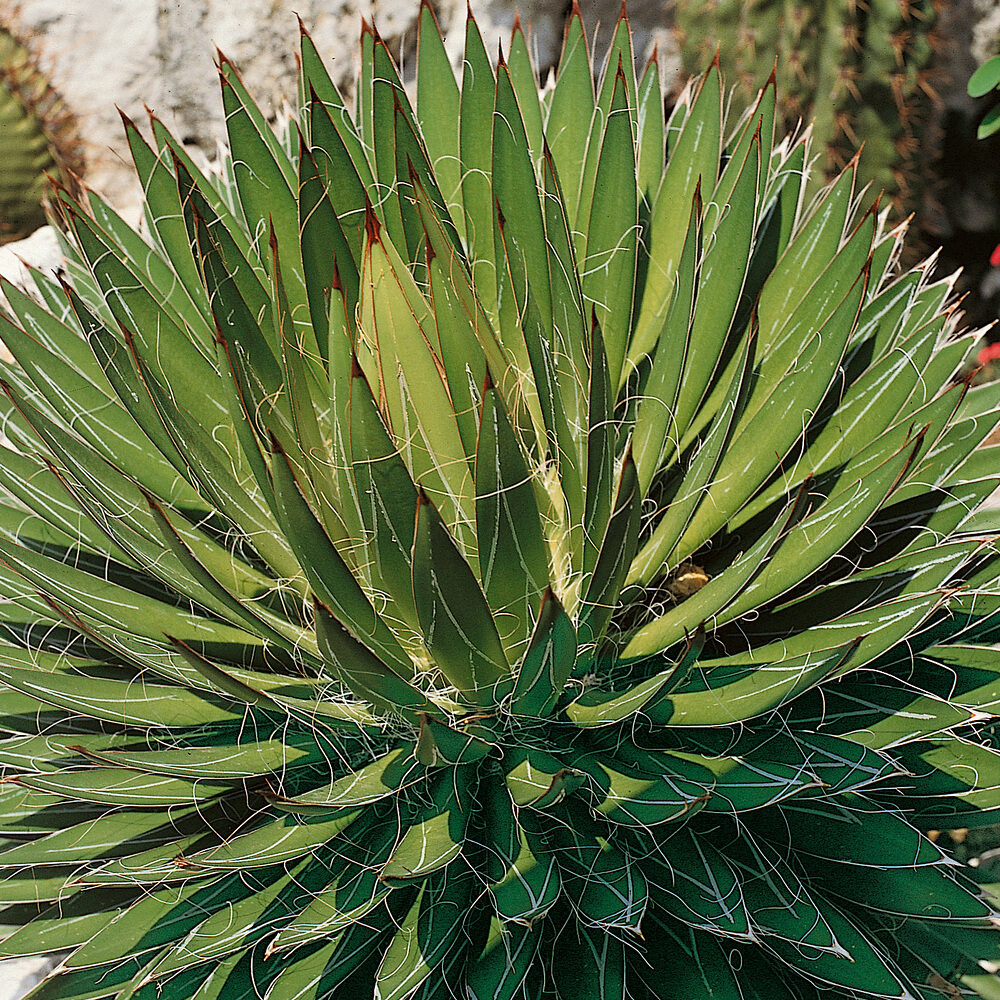 Agávé (agave ‘filifera’)