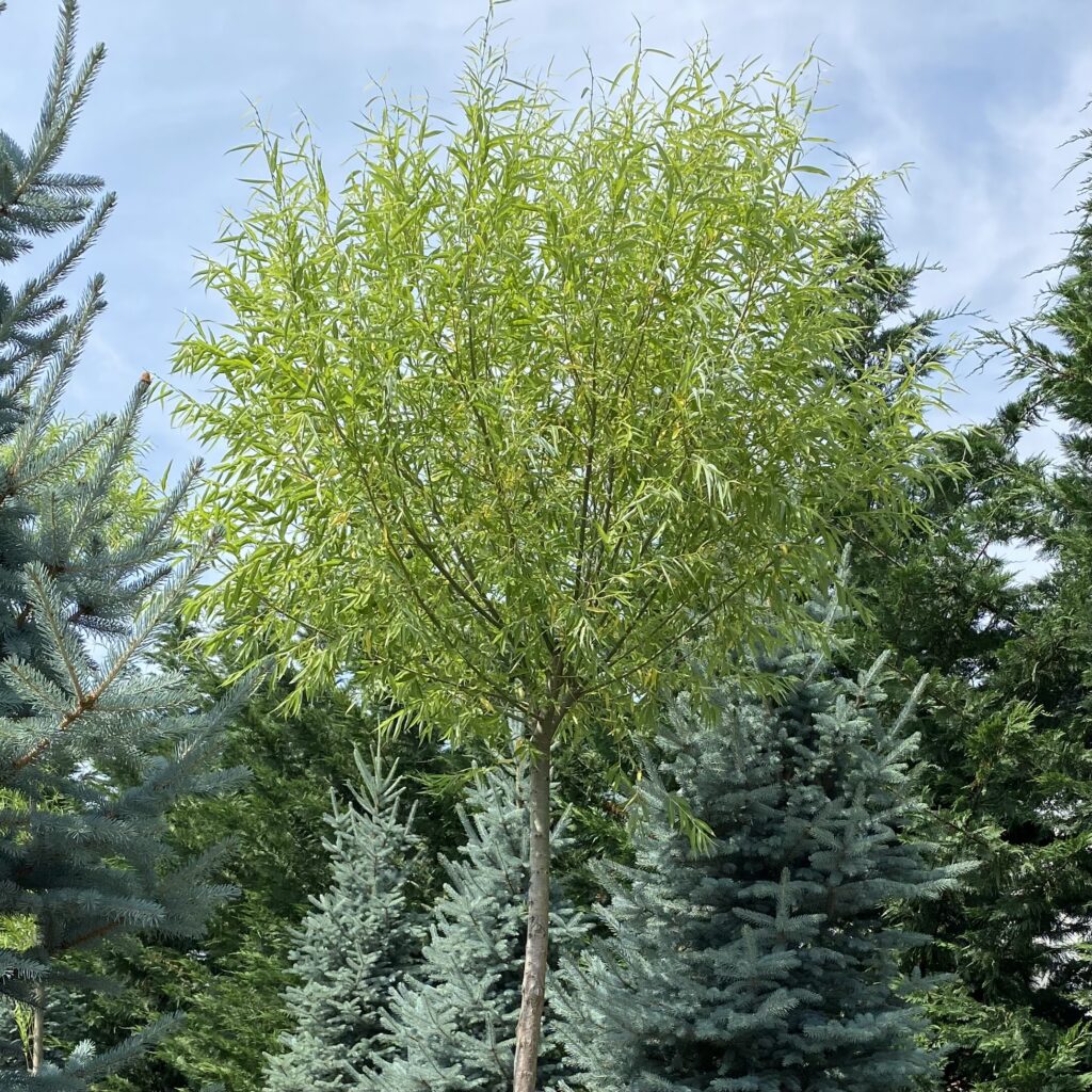 Gömb fehér fűz ‘Corvinus’ (Salix alba ‘Corvinus’)