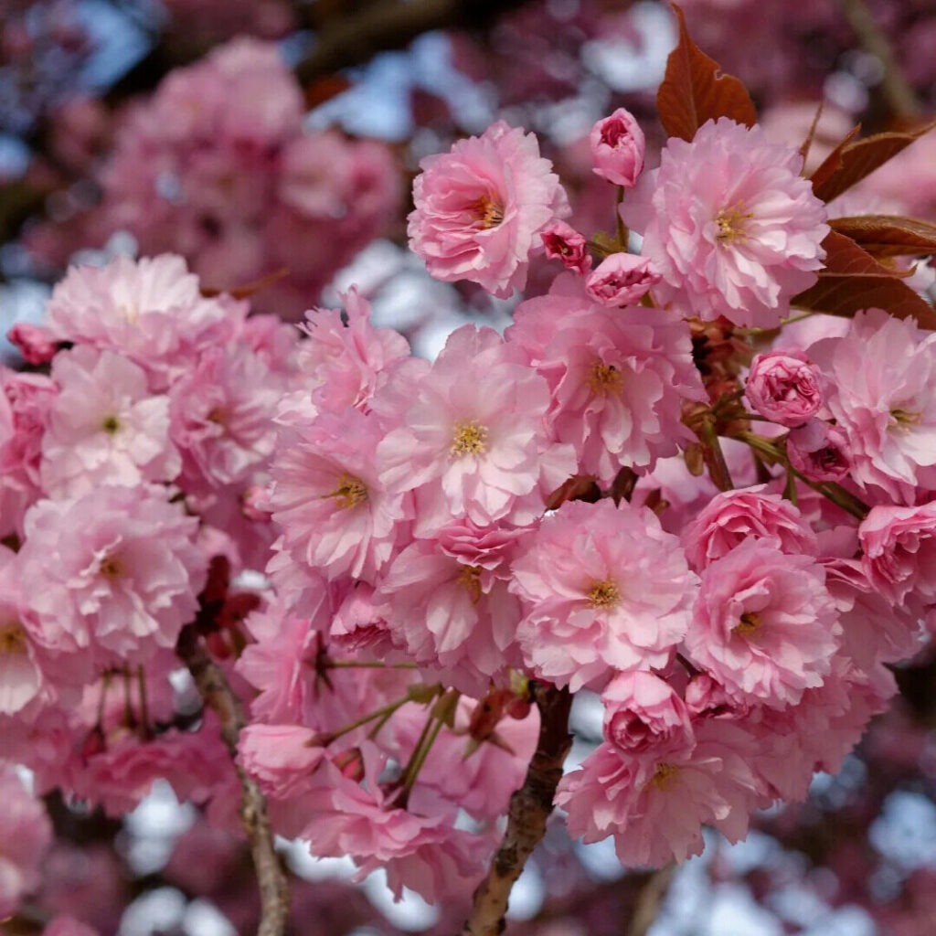 Japán díszcseresznye (Prunus serrulata ‘Kiku-Shidare-Sakura’)