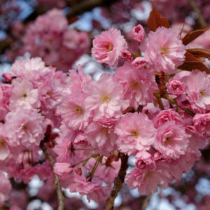 Japán díszcseresznye (Prunus serrulata ‘Kiku-Shidare-Sakura’)