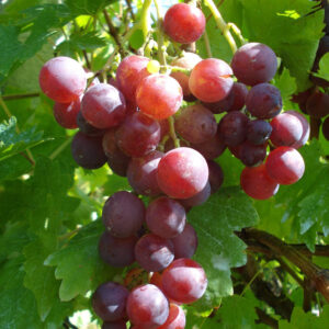 Kerti szőlő ‘Cardinal’ (vitis vinifera ‘cardinal’)