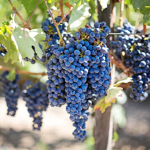 Kerti szőlő ‘Muscat Bleu’ (vitis vinifera ‘muscat bleu’)