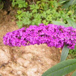 Nyáriorgona (Buddleia davidii ‘Royal Red’)