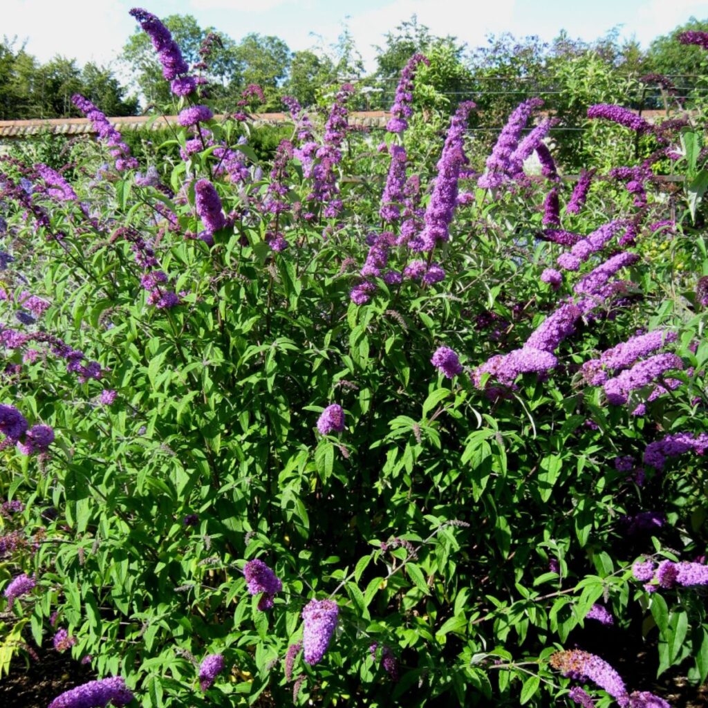 Nyáriorgona (buddleia davidii ‘candy little lilla’)