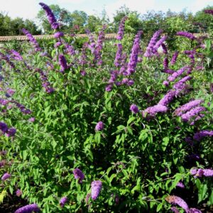 Nyáriorgona (buddleia davidii ‘candy little lilla’)