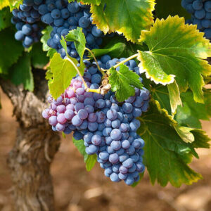 VITIS VINIFERA ‘CABERNET’