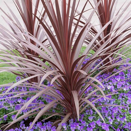 Kordilin (cordyline australis ‘red star’)