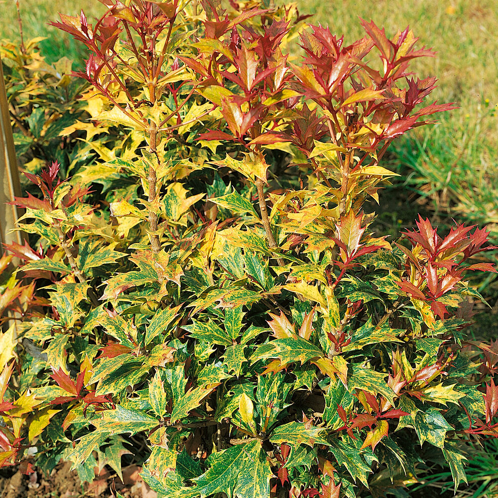 Tarka illatcserje (osmanthus heterophyllus goshoki)