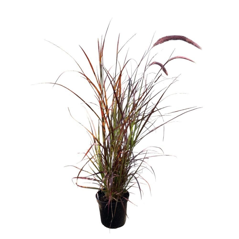 Bíbor díszperje (pennisetum advena ‘rubrum’)