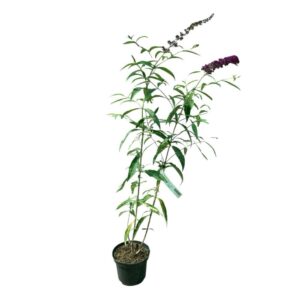 Nyáriorgona (Buddleia davidii ‘Royal Red’)
