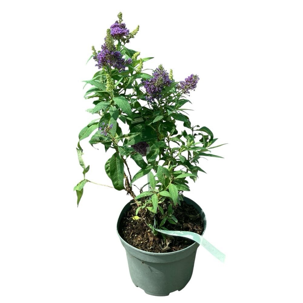 Nyáriorgona (buddleia davidii ‘candy little lilla’)