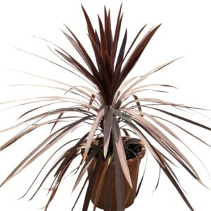 Kordilin (cordyline australis ‘red star’)