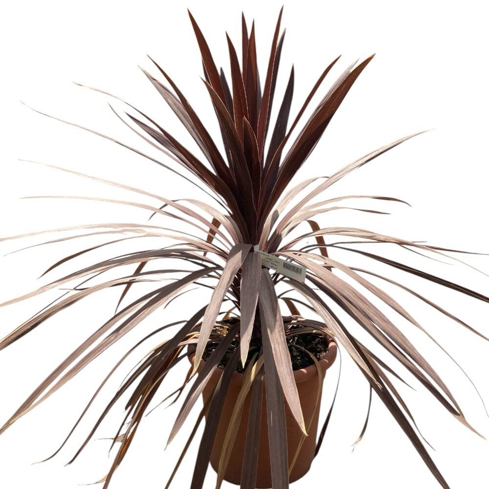 Kordilin (cordyline australis ‘red star’)