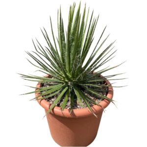 Agávé (agave ‘filifera’)