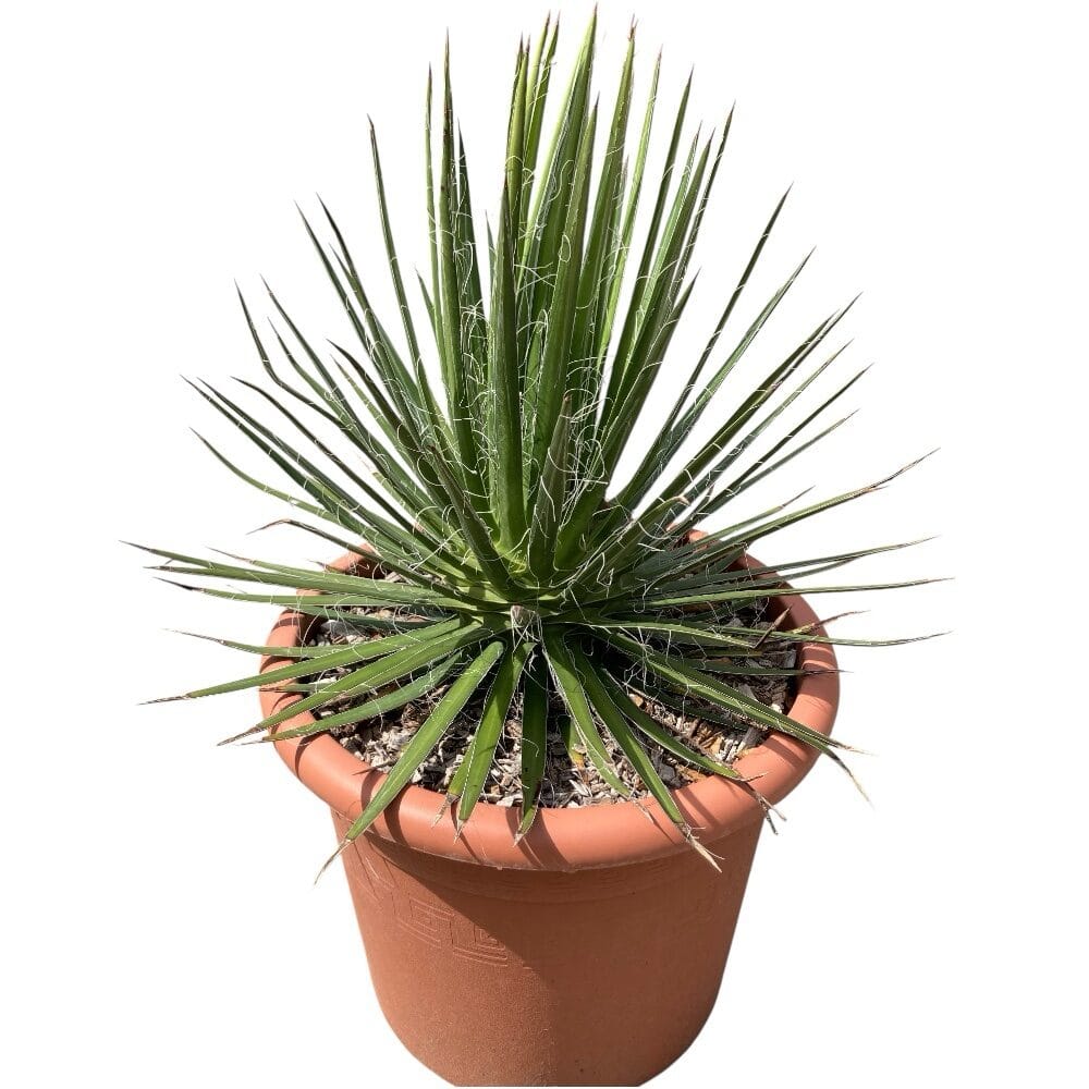Agávé (agave ‘filifera’)