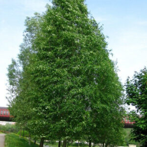 Ezüst nyár (Populus tomentosa)