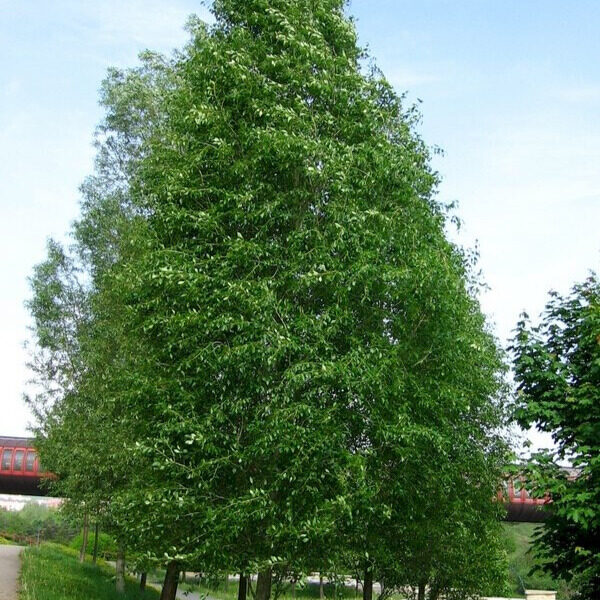 Ezüst nyár (Populus tomentosa)