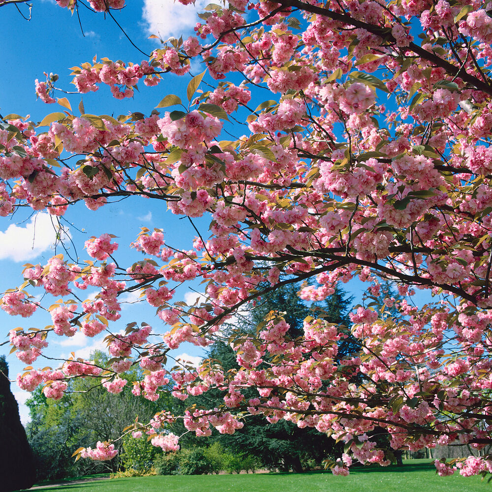 Japán díszcseresznye (Prunus serrulata ‘Kiku-Shidare-Sakura’)