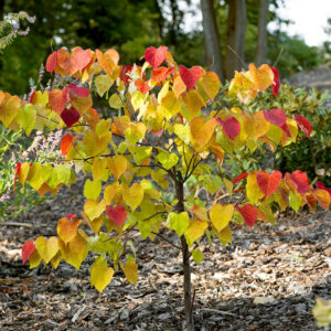 Júdásfa (cercis canadensis ‘Eternal Flame’)