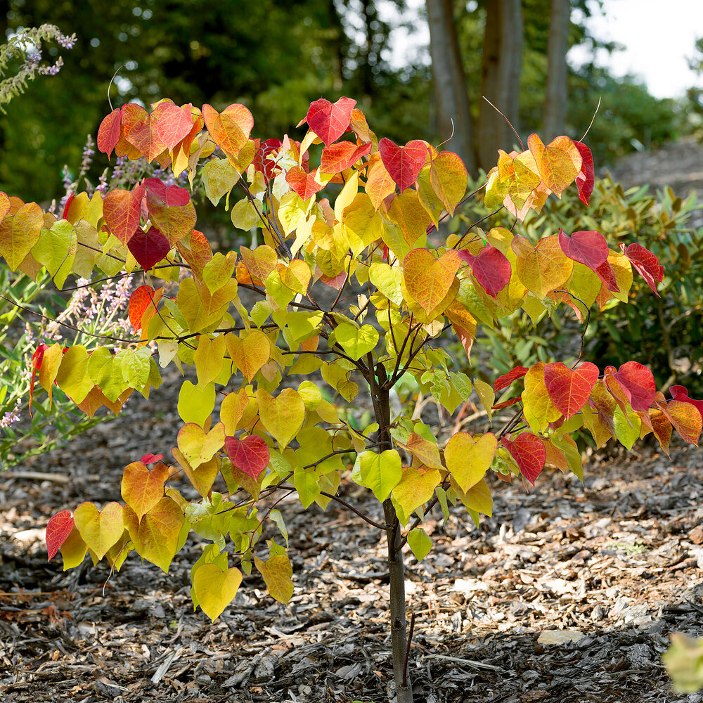 Júdásfa (cercis canadensis ‘Eternal Flame’)