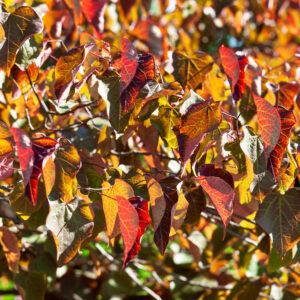 Júdásfa (cercis canadensis ‘Forest Pansy’)