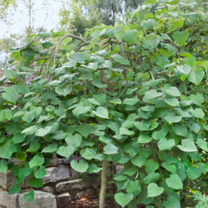 Kompakt júdásfa (Cercis canadensis ‘Traveller’)
