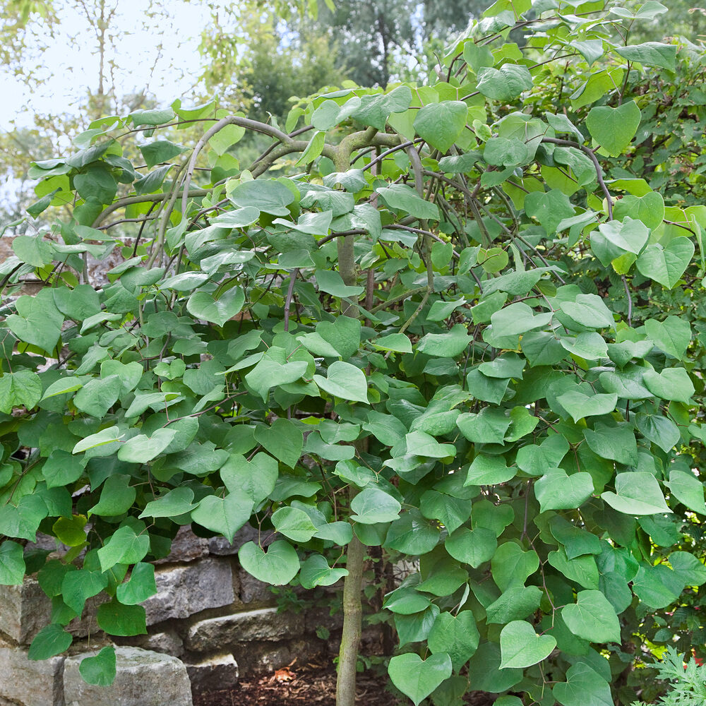 Kompakt júdásfa (Cercis canadensis ‘Traveller’)