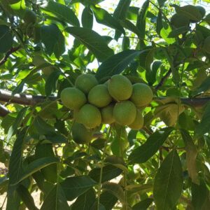 Chandler dió (juglans regia ‘chandler’)