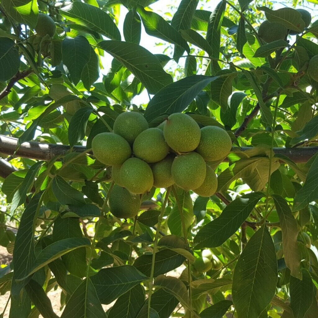 Chandler dió (juglans regia ‘chandler’)