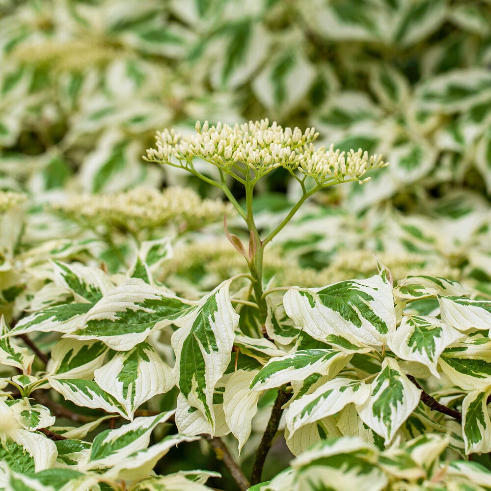 Óriás som (cornus controversa ‘variegata’)