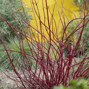 Fehér som (cornus alba ‘miracle’)