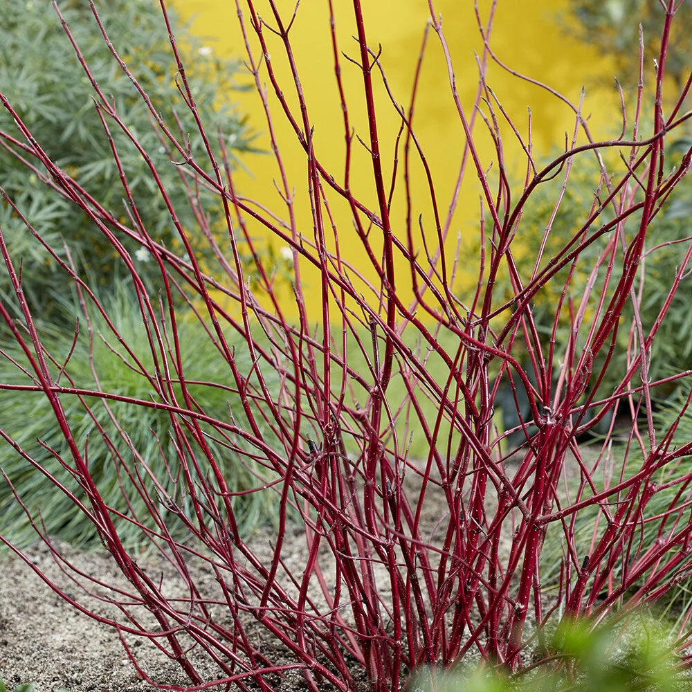 Fehér som (cornus alba ‘miracle’)