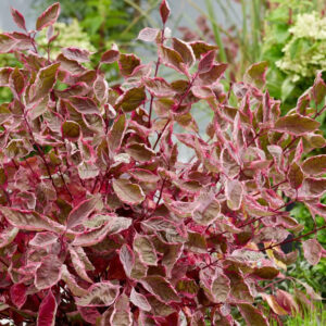 Fehér som (cornus alba ‘miracle’)