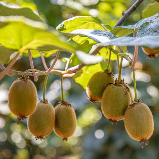 Hayward kivi (Actinidia chinensis ‘Hayward’) termős